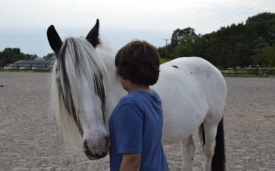 How Can Horses Support Mental Health During the COVID Crisis?