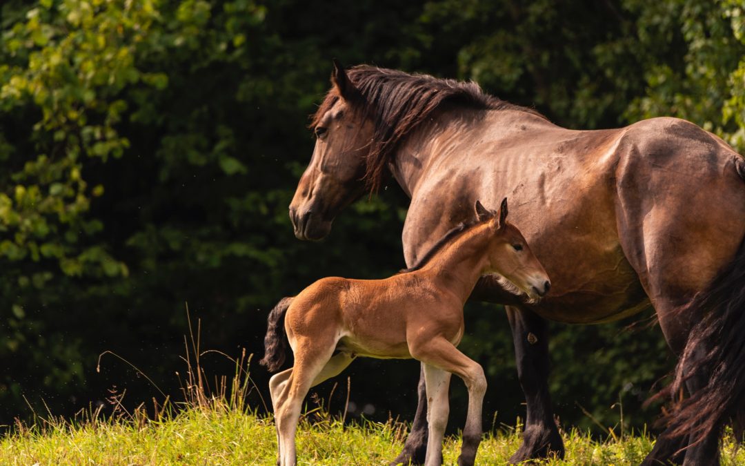 Horses Helping Troubled Families