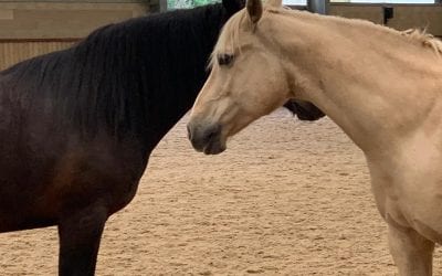 Is Equine Psychotherapy for You?