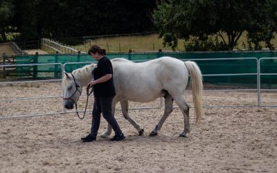 How Can Horses Help Parents?