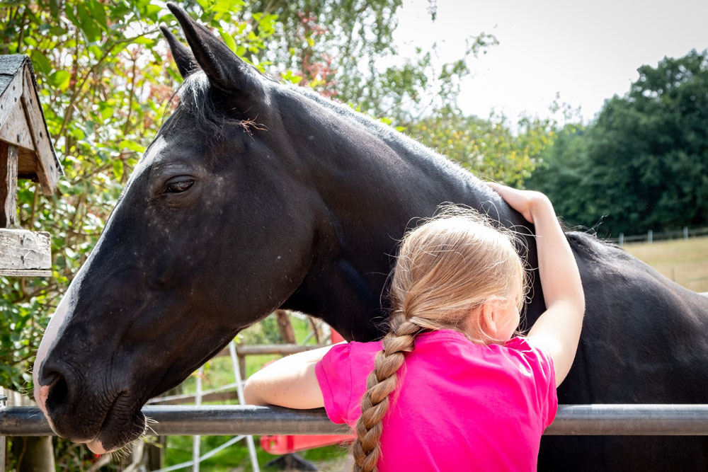 CEGR Equine Assisted Psychotherapy CEGR Equine Assisted Psychotherapy
